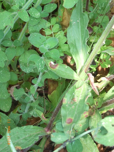 Silene latifolia